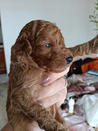 Cucciolo di barboncino