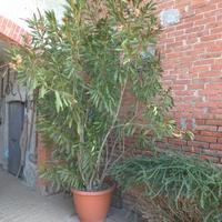 Oleandro 2,50 metri Pianta Albero giardino serra