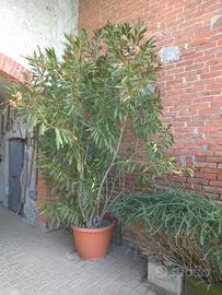 Oleandro 2,50 metri Pianta Albero giardino serra