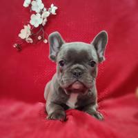 Femminuccia Blu bulldog francese 2 mesi