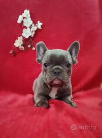 Femminuccia Blu bulldog francese 2 mesi