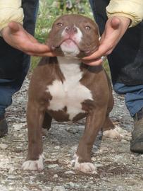 American Bully cucciola cioccolato