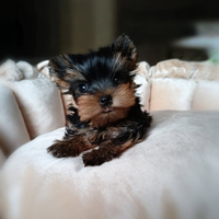 Yorkshire terrier con pedigree