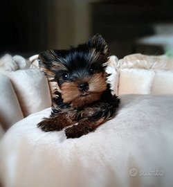 Yorkshire terrier con pedigree