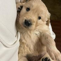 Golden Retreiver cuccioli da Gennaio 2026