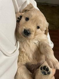 Golden Retreiver cuccioli da Gennaio 2026