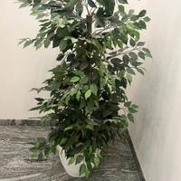 Pianta finta