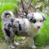 Cuccioli di border collie