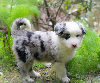 Cuccioli di border collie