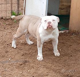 American bully coppia