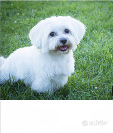 Multipoo toy nano nero