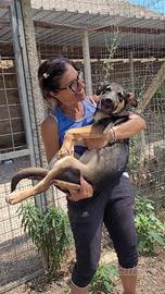 Cucciolo femmina meticcio pastore