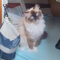 Maschio sano FIV/FELV negativo per accoppiamento