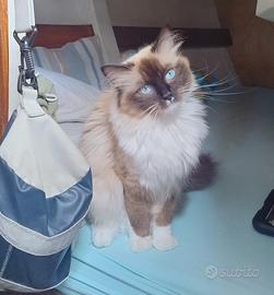 Maschio sano FIV/FELV negativo per accoppiamento