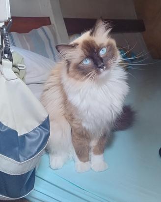 Maschio sano FIV/FELV negativo per accoppiamento