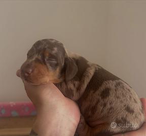 Cuccioli bassotto nano tedesco