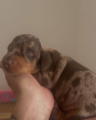 Cuccioli bassotto nano tedesco