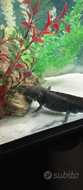 Axolotl maschio