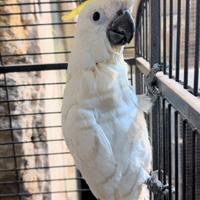 Cacatua allevato a mano