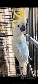 Cacatua allevato a mano