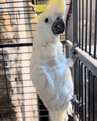Cacatua allevato a mano