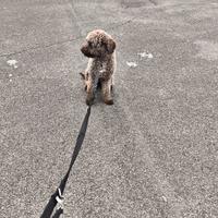 Lagotto femmina