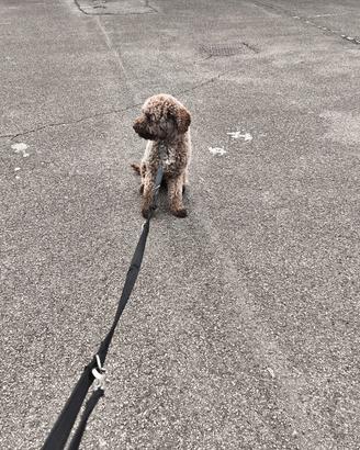 Lagotto femmina