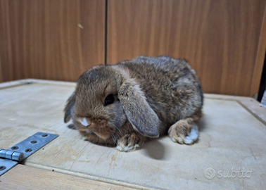 Conigli nani