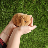 Conigli nani selezionati ariete nano Minilop