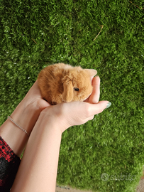 Conigli nani selezionati ariete nano Minilop