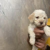 Cuccioli Lagotto romagnolo