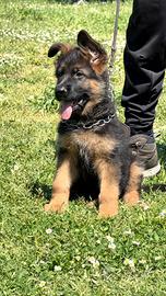 Cuccioli pastore tedesco