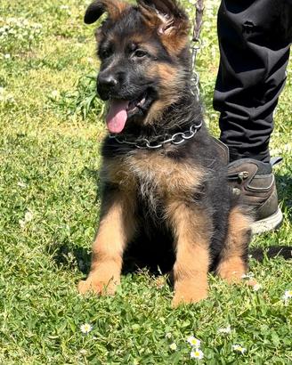 Cuccioli pastore tedesco