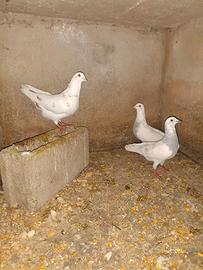 Piccioni