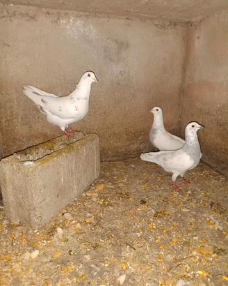 Piccioni
