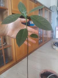 piante avocado