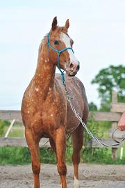 Cavalla americana appaloosa bollino oro