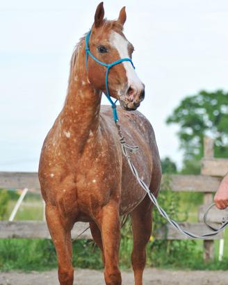 Cavalla americana appaloosa bollino oro