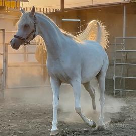 Fattrice purosangue araba