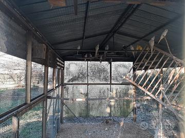 Cocorite e calopsite