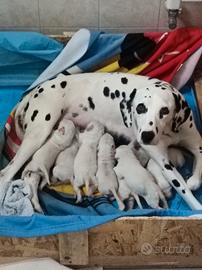 Cuccioli di dalmata