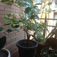 Albero di Limone 