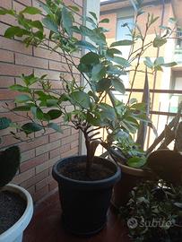 Albero di Limone 