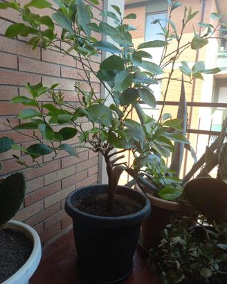 Albero di Limone 