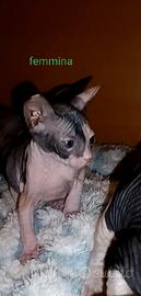 Sphynx donskoy