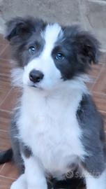 Border collie cucciolo blu pedigree
