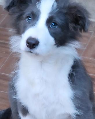 Border collie cucciolo blu pedigree