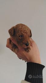 Cani barboncino red toy