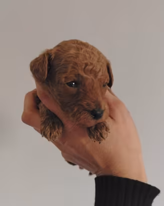 Cani barboncino red toy