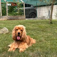 Cocker Spaniel Inglese per monta